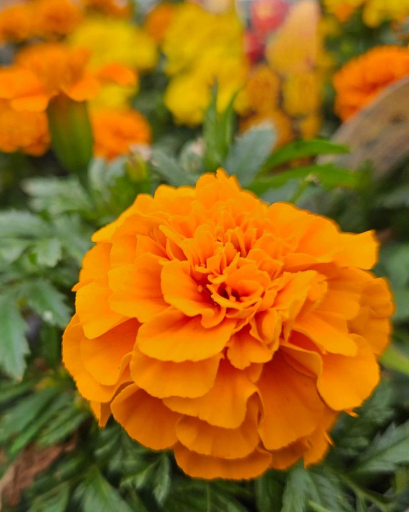Marigolds (Tagetes spp.)