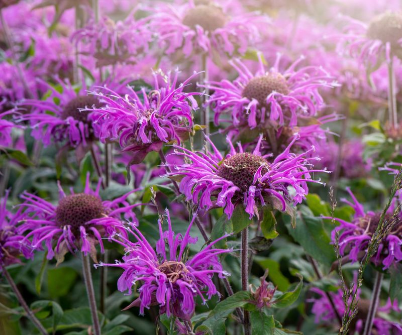 Bee Balm (Monarda)