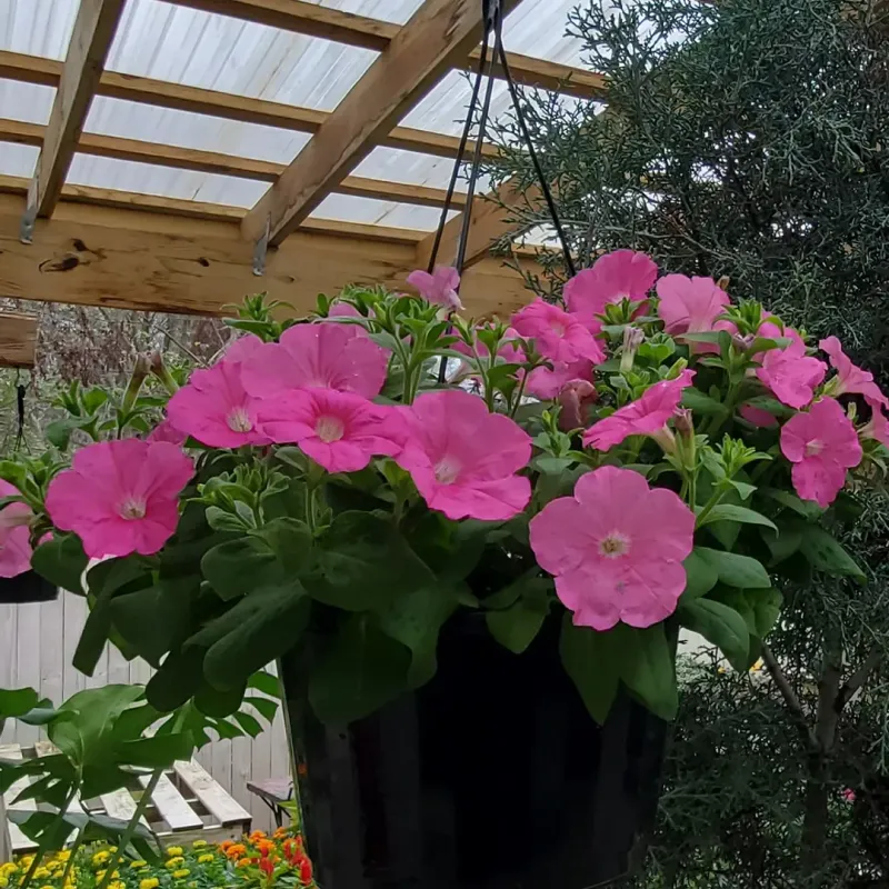Petunias (Heat-Tolerant Varieties)