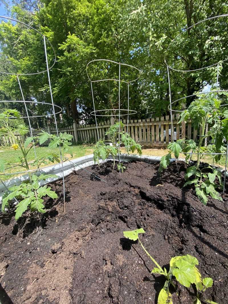 Zone 7: Transplant In Mid-To-Late May