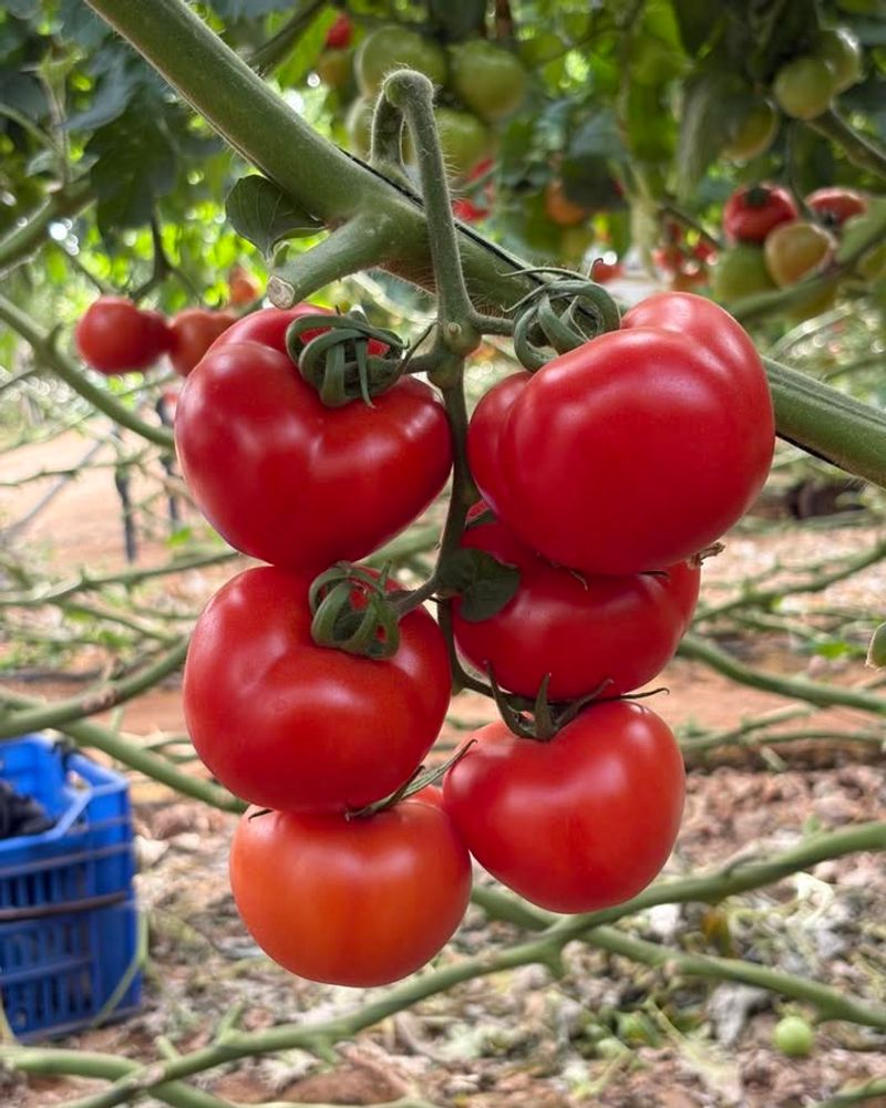 Zone 9: Move Tomatoes Out In Late April Or May
