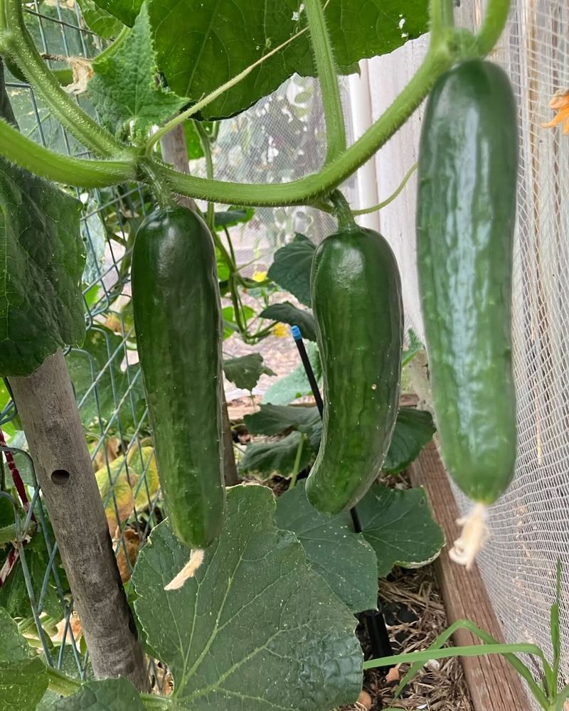 Cucumbers
