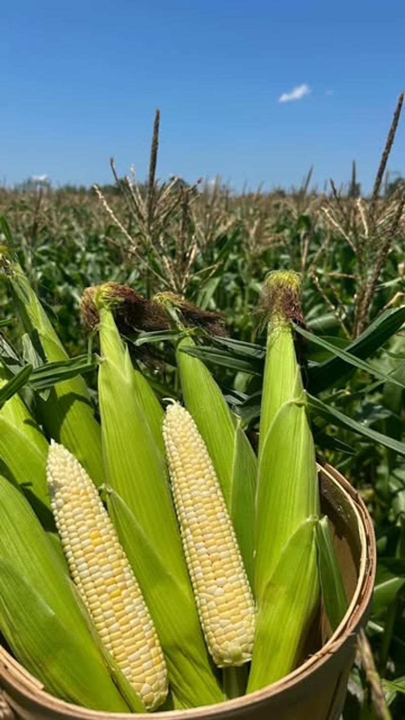 Sweet Corn (Zea mays)