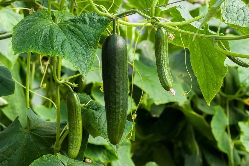 Cucumbers (Cucumis sativus)