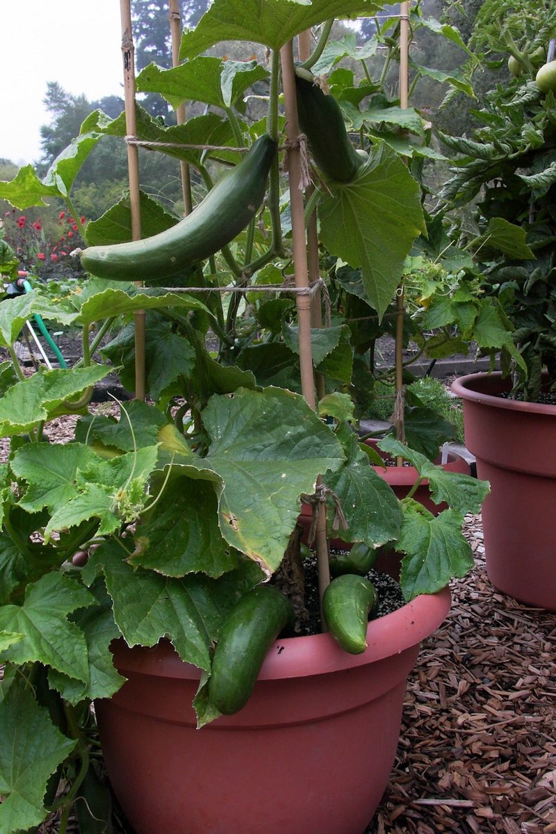 Cucumbers Grow Fast With Support And Regular Watering