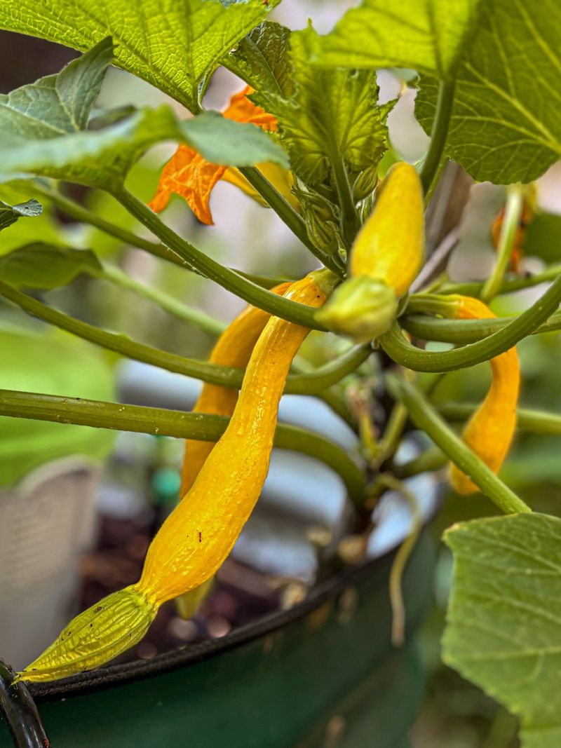 Yellow Squash Starts Yielding In A Short Time Frame