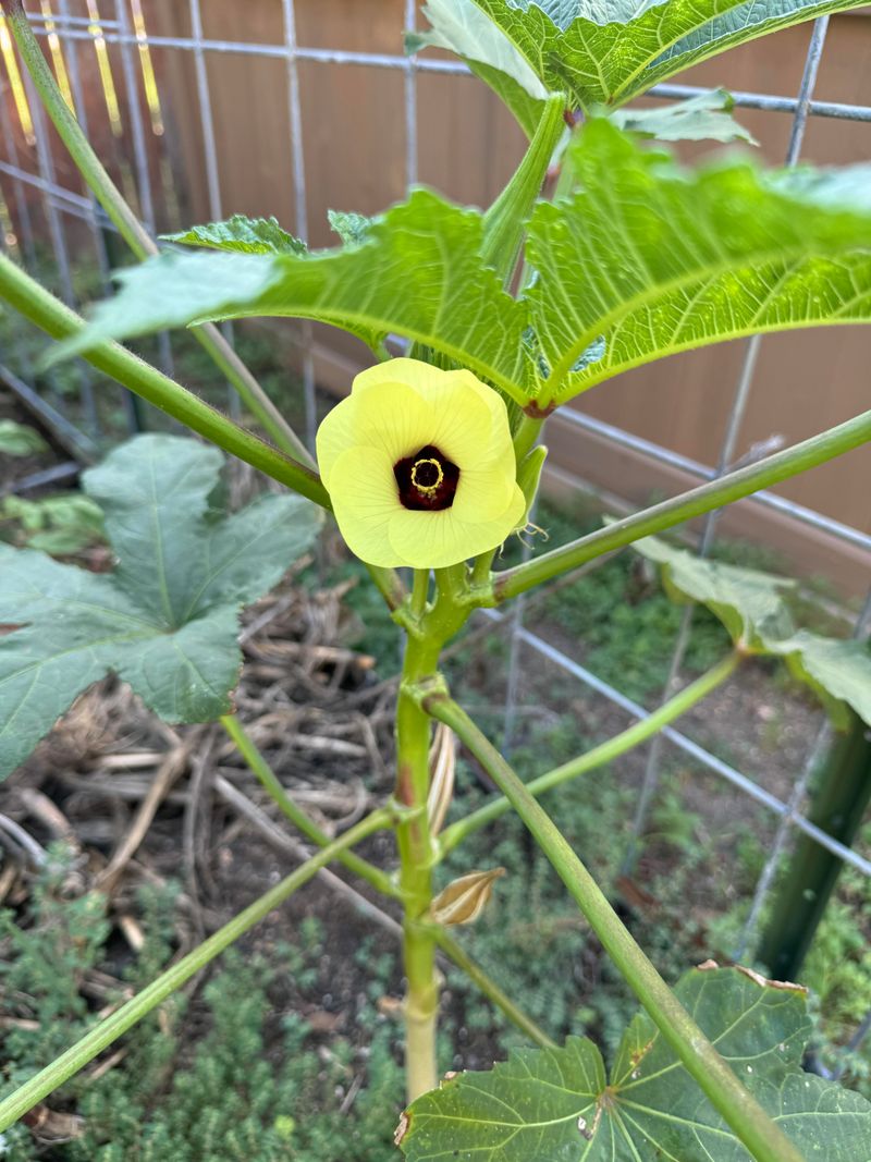 Okra Needs Warmth And Grows Strong From Direct Sowing