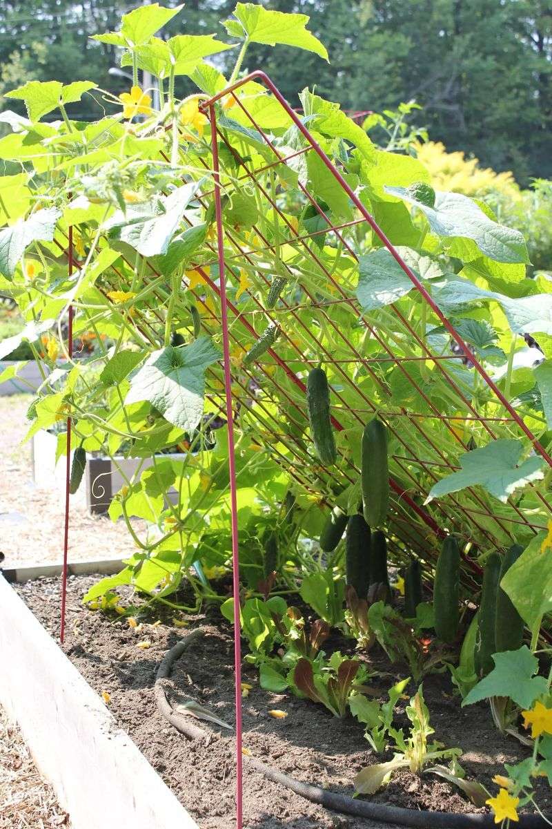 Cucumbers That Climb Toward Harvest Fast