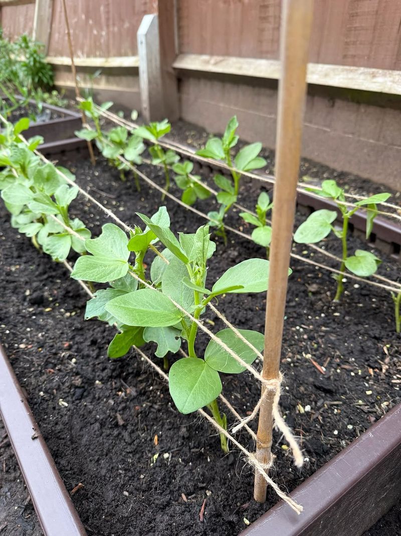 Bush Beans For Fast And Fuss-Free Growing