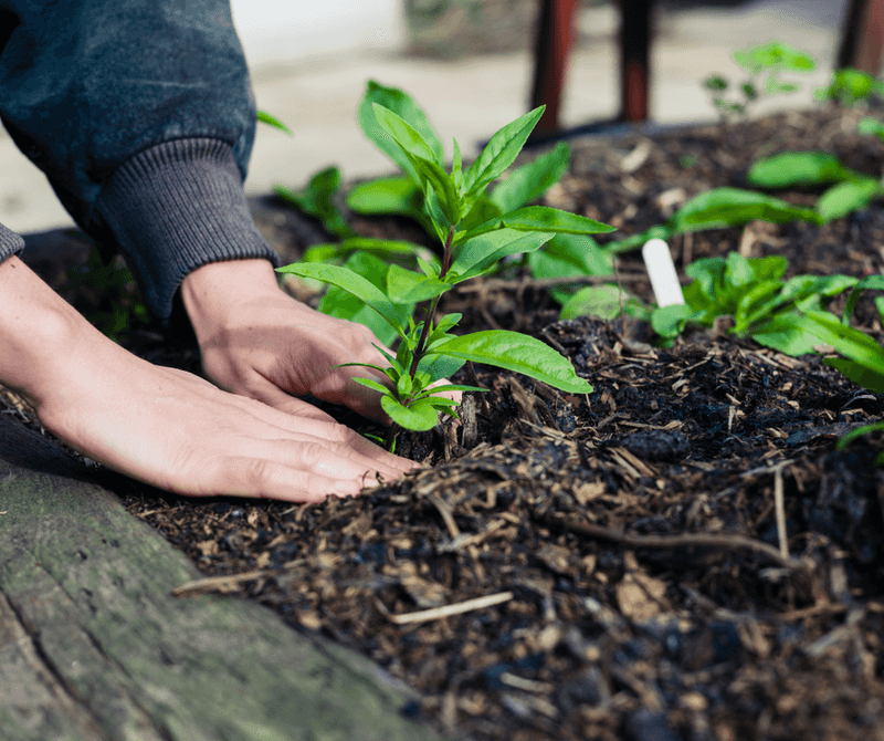 How North Carolina Gardeners Use Lunar Cycles For Bigger Harvests