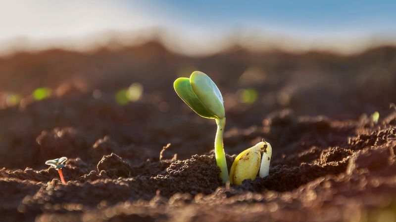 How North Carolina Gardeners Use Lunar Cycles For Bigger Harvests