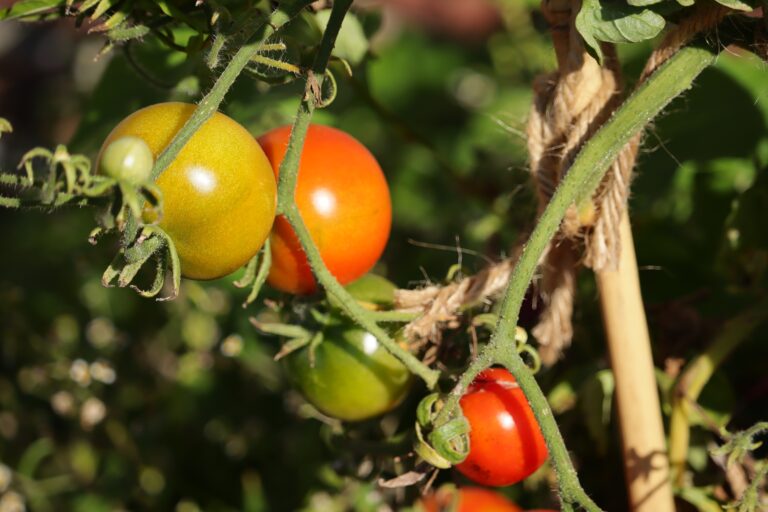 tomatoes (featured image)