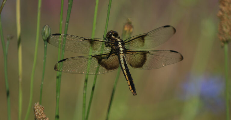 The 10 Beneficial Insects California Gardeners Should Never Get Rid Of