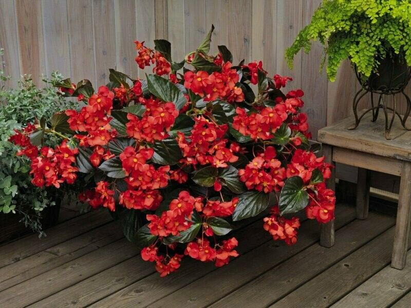 Whopper Begonias