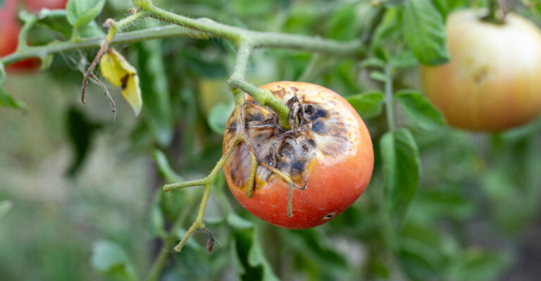 10 Common Tomato Problems California Gardeners Can Fix Fast