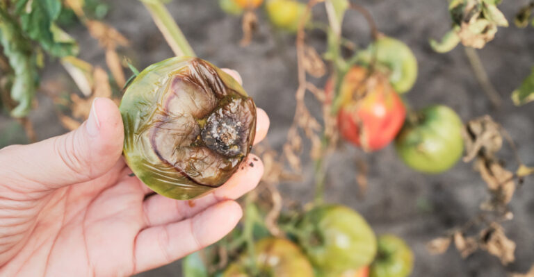 blight-affected tomato