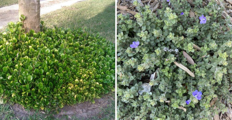 10 Florida Plants That Grow Beautifully Under Palm Trees