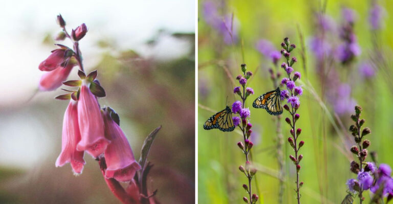 10 Illinois Plants That Laugh At Summer Heat And Barely Need Watering