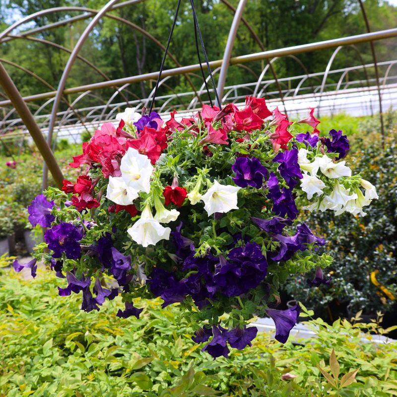 10-Inch Pots Bring Out The Best In Petunias