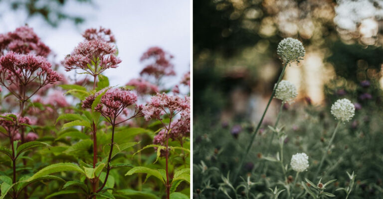 10 Low-Effort, High-Impact Plants For Wisconsin Gardens