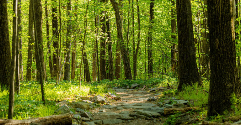 10 Maryland Tree Laws That Could Save You Legal Trouble