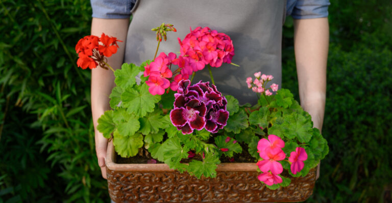 potted geraniums