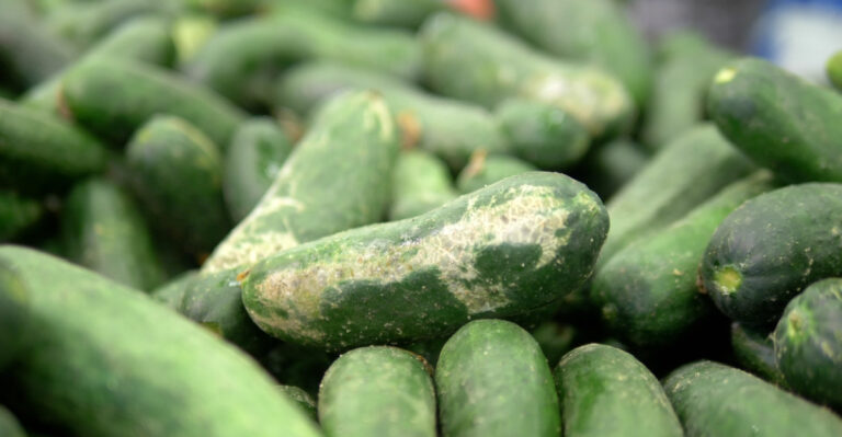 10 Minnesota Spots Where Cucumbers Struggle And What To Grow Instead