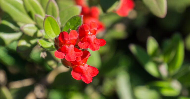 10 Native Flowers That Keep Blooming After California Wildflowers Fade
