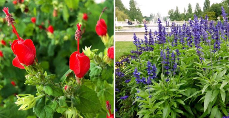 10 Native Texas Plants That Practically Grow Themselves In Your Garden