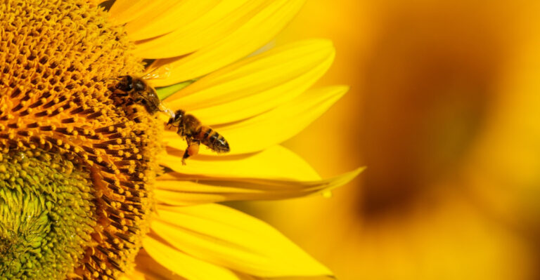 Native Wildflowers Colorado Bees Are Looking For In May