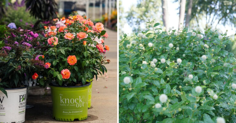 10 Neatest Shrubs You Can Grow In A Maryland Yard