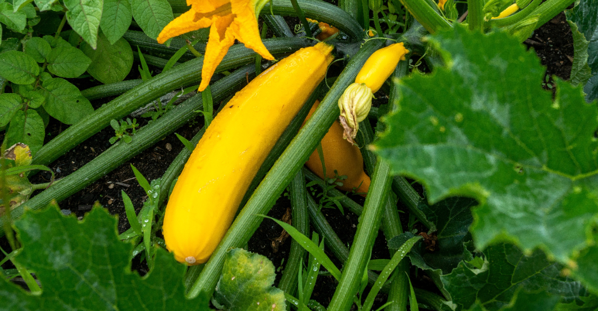 summer squash