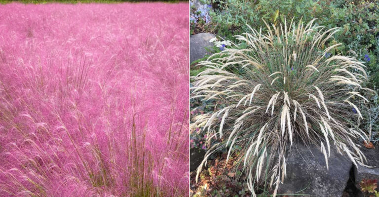 10 Perennial Grasses That Stay Beautiful Year After Year In California