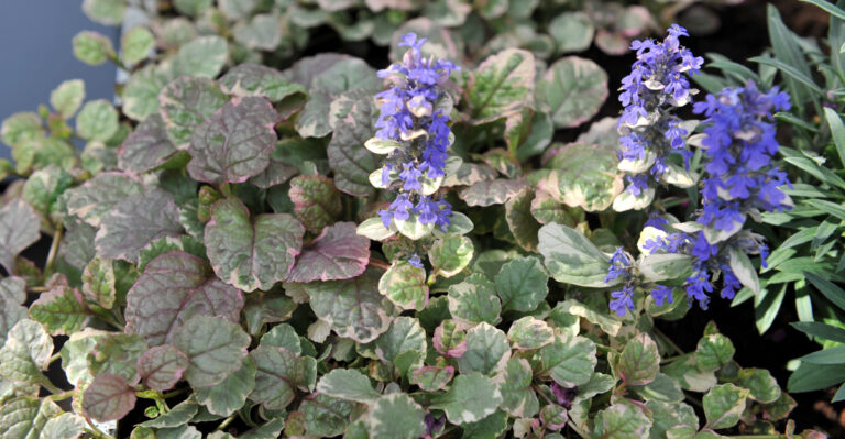 10 Perennials That Help Keep Oregon Garden Weeds In Check