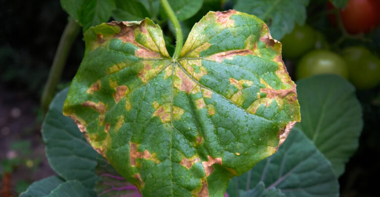 10 Places In Oregon Where Cucumbers Struggle To Grow (Plus Alternatives That Work)