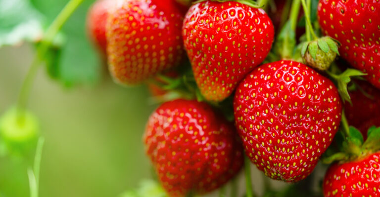 10 Pro Tips For Growing Big, Juicy Strawberries In California