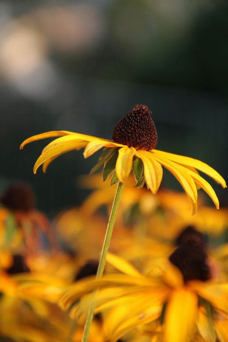10 Rare Plants New York Gardeners Are Racing To Collect This May And Where To Find Them