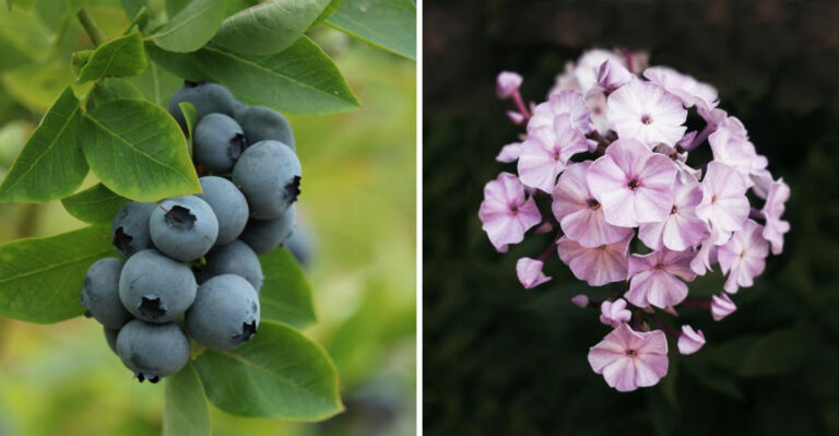 10 Rare Plants New York Gardeners Are Racing To Collect This May And Where To Find Them