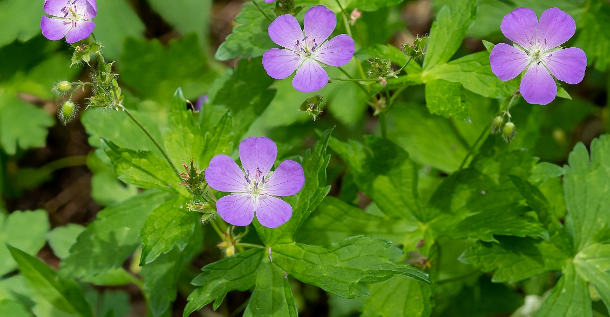 wild geranium