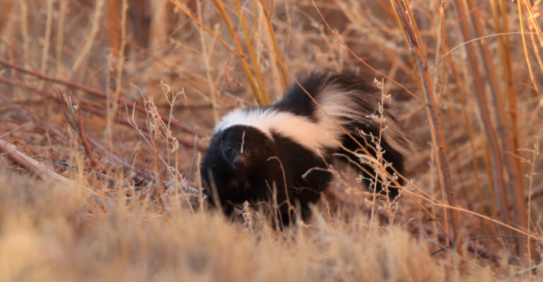 10 Signs A Skunk Has Quietly Taken Up Residence In Your Illinois Backyard