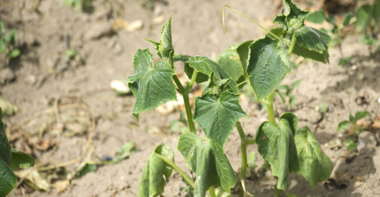cucumber wilt