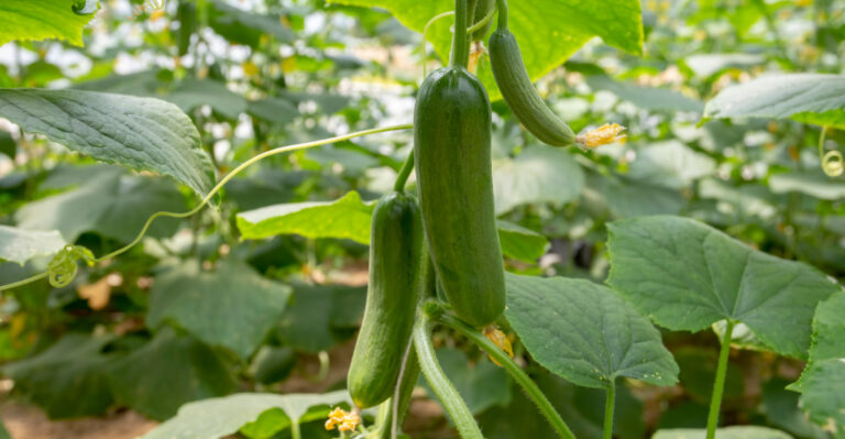 cucumbers growing