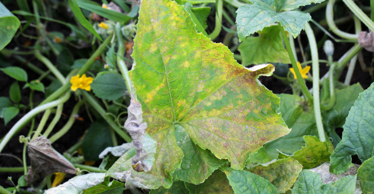 cucumber leaf disease