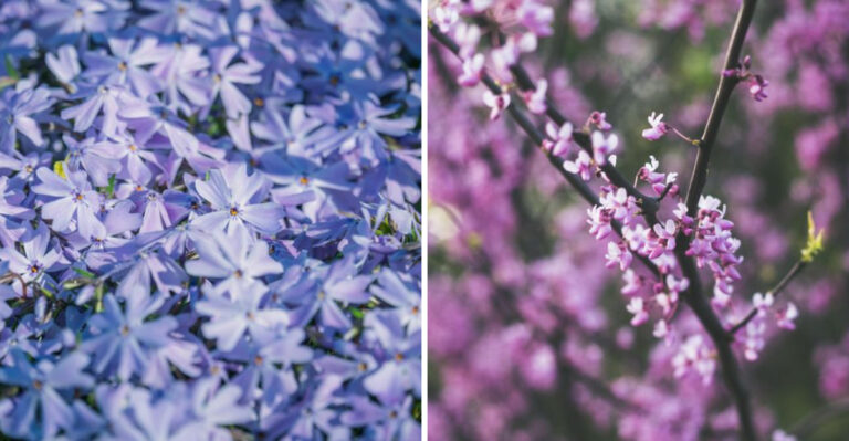 10 Tennessee Native Plants That Look Lush And Full With Minimal Watering