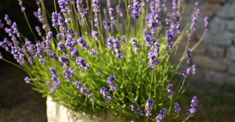 10 Tips For Growing Lavender In Pots Successfully In Oregon
