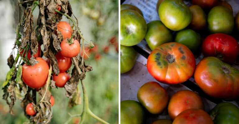 10 Tomato Mistakes Virginia Gardeners Keep Making Summer After Summer