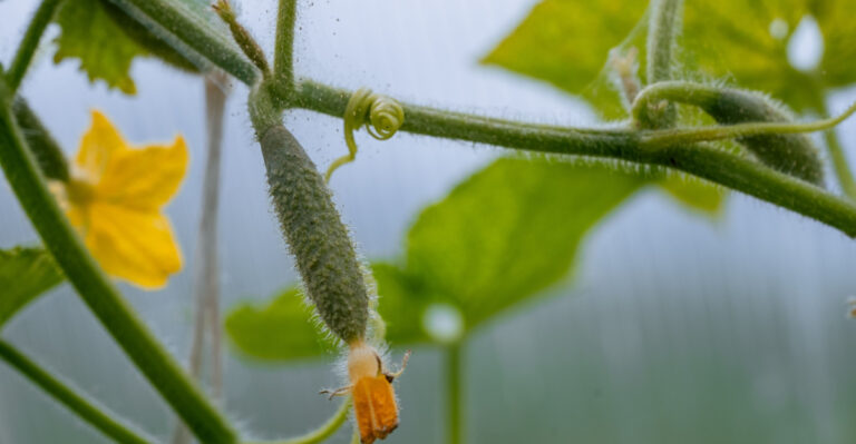 10 Wyoming Locations Where Cucumbers Struggle (Plus Alternatives That Work)