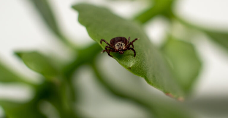 10 Yard Mistakes That Make Tick Season Harder in New Jersey