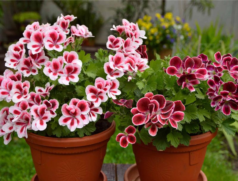 12-Inch Pots Suit Geraniums, Begonias, And Marigolds