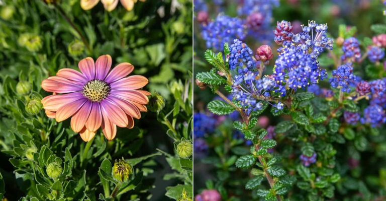 12 Plants You Can Grow Year-Round In Southern California